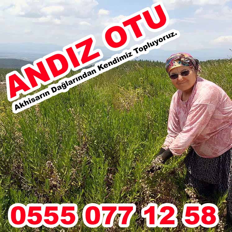 Andız Otu Toplayan Annelerimiz. Doğal , Temiz , Orijinal Hakiki Andız Otu